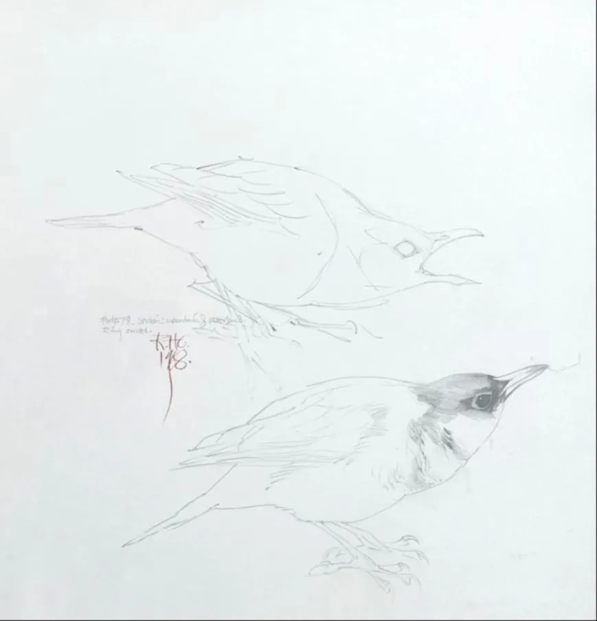 RAYMOND CHING (b. 1939) - Study of a Jay | International Art Centre