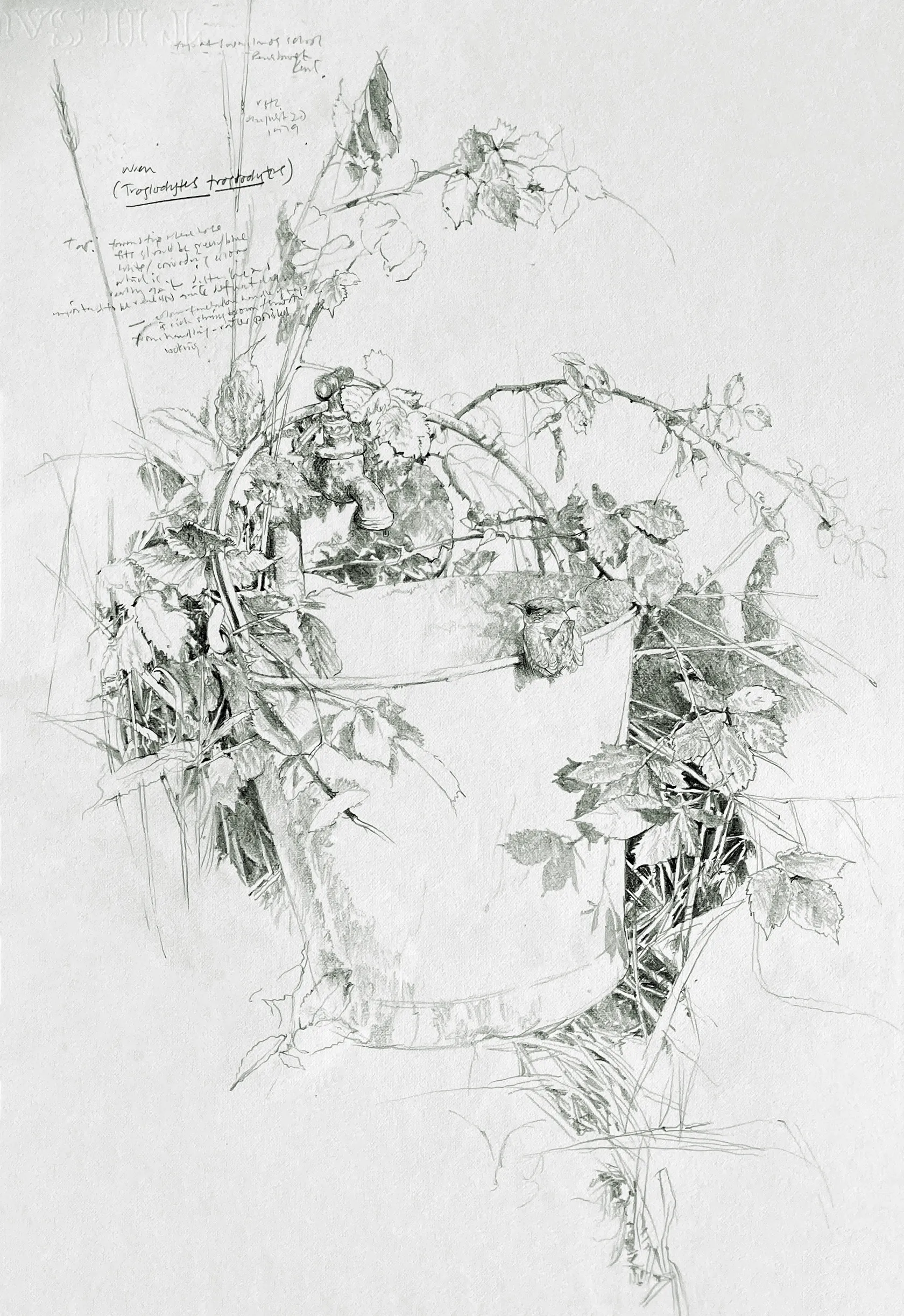 RAYMOND CHING (b. 1939) - Common Wrens | International Art Centre